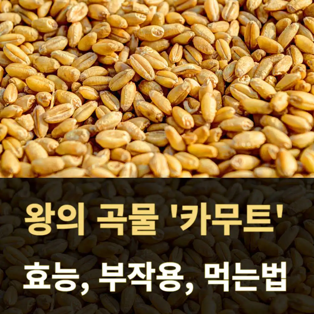 카무트 효능 부작용 먹는법